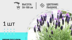 Применение лаванды в различных сферах в Лаура Марлин