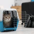 Как провести кота в самолете Аэрофлота