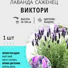 Применение лаванды в различных сферах